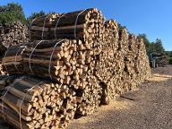 Brennholz Esche, Buche