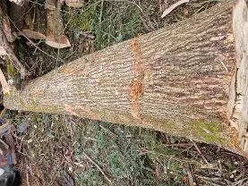 Rundholz Rundholz Linde