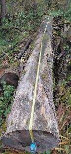 Rundholz Esche Astrein