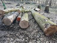 Rundholz Esche Studenzen