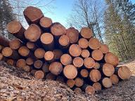 Rundholz Lärche Lärchen Blochholz