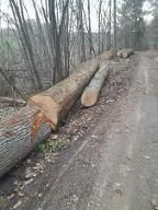 Rundholz Ahorn Steyr