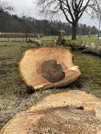 Rundholz Nuss Astrein