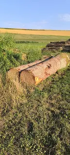 Rundholz Fichte Gesund Bruckberg