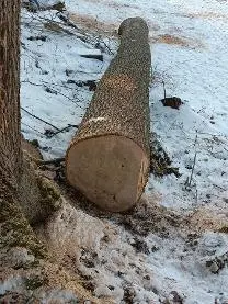 Rundholz Rundholz Esche Astrein