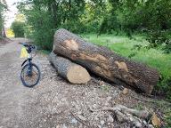 Rundholz Esche