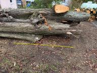 Rundholz Rundholz Linde