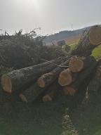 Rundholz Eiche Geinberg