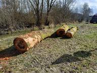 Rundholz Buche Dietfurt