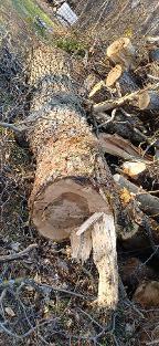 Rundholz Nuss Grimmenstein