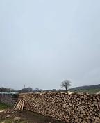 Brennholz Fichte Ulmen