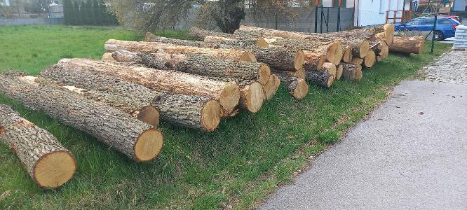 Stieleiche Stämme (teilweise) abgestorbener Eichen