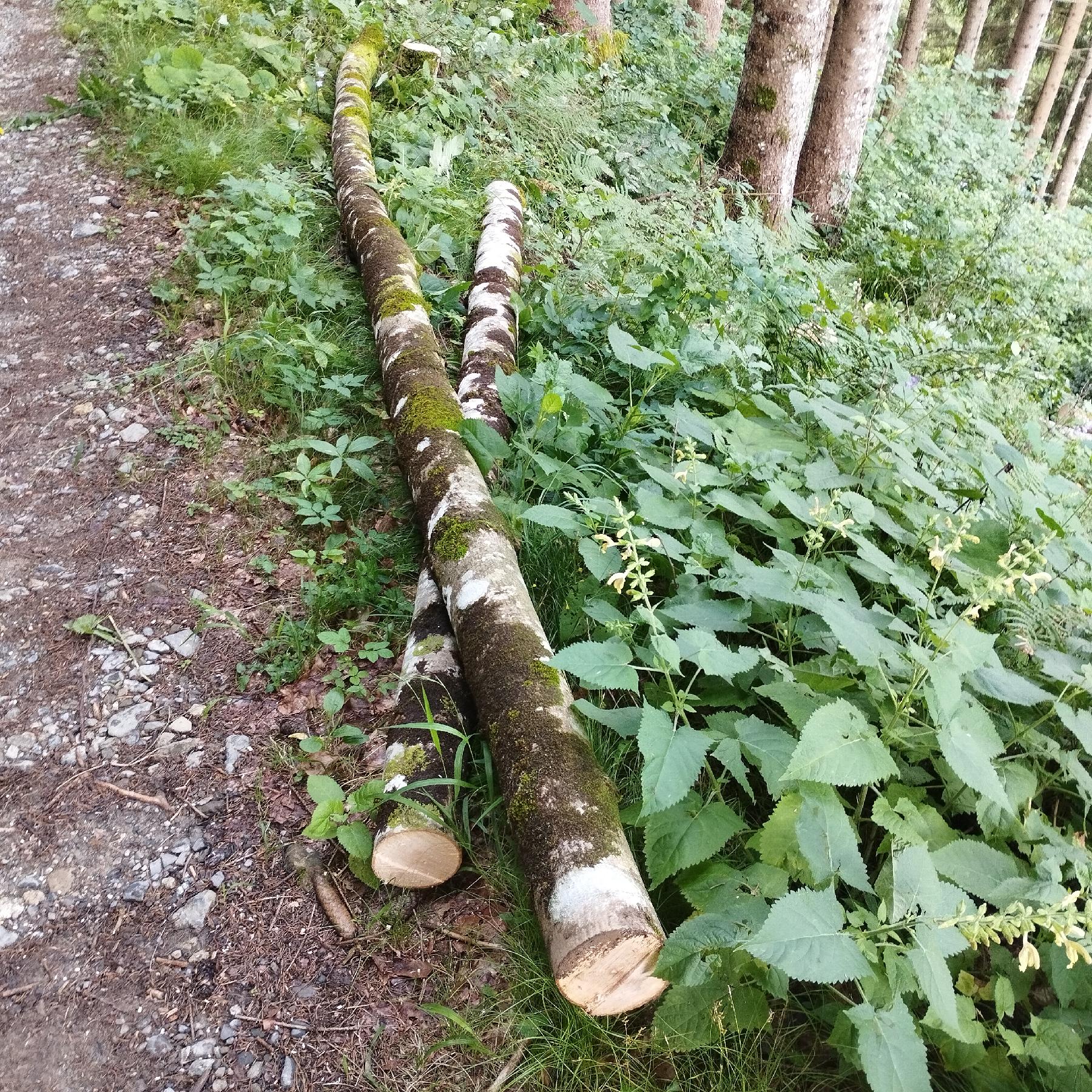 rundholz-esche-holzquelle