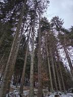 Stehendes Holz Fichte