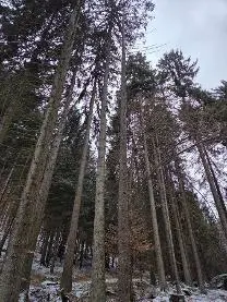 Stehendes Holz Stehendes Holz Fichte