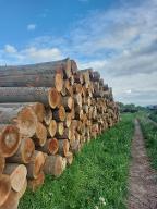 Rundholz Buche Laubholzankauf zur Brennholzproduktion Bisamberg