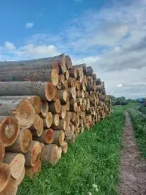 Rundholz Rundholz Buche Laubholzankauf zur Brennholzproduktion