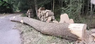 Rundholz Esche Königsfeld im Schwarzwald