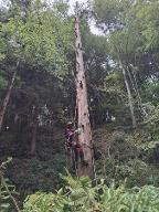 Dienstleistung Grosser Baumkletterer (Baumabtragung/-pflege)