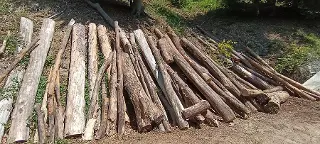 Rundholz Sonstiges Holz Faserholz Buche, Kiefer, Fichte Gratkorn