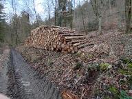 Rundholz Fichte Brennholz Dietfurt