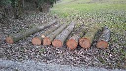 Rundholz Kirsche Mank