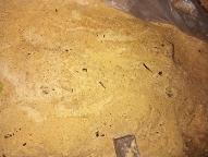 Hackschnitzel Hackgut Weichholz (>90%)