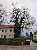 Stehendes Holz Sonstiges Holz Stehender Walnussbaum