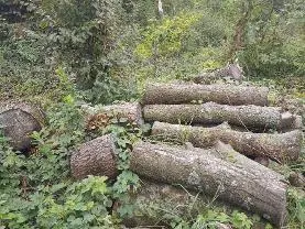 Rundholz Rundholz Esche siehe Foto