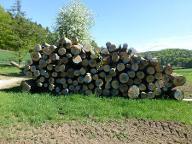 Brennholz Buche waldfrisch Kastl