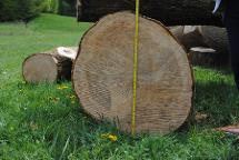 Rundholz Esche Astrein Nestelbach bei Graz