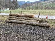 Rundholz Esche Astrein Mautern