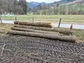 Rundholz Rundholz Esche Astrein