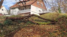 Rundholz Pflaume/Zwetschke