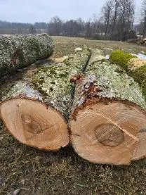Rundholz Rundholz Linde