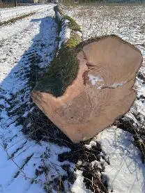 Rundholz Rundholz Esche