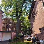 Stehendes Holz Eiche