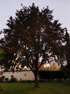 Stehendes Holz Buche Rotbuche