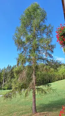 Stehendes Holz Stehendes Holz Lärche 100€