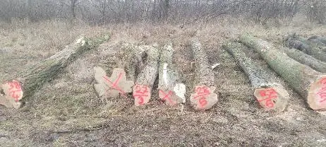 Rundholz Rundholz Sonstiges Holz Akazie