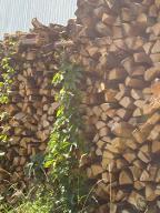 Brennholz Buche