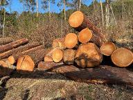 Rundholz Lärche Erdstämme 2m Bad Eisenkappel