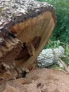 Rundholz Nuss Breitenfurt bei Wien