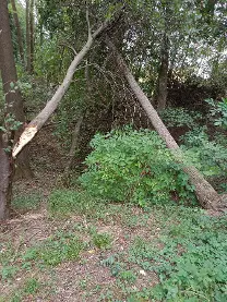 Stehendes Holz Stehendes Holz Esche