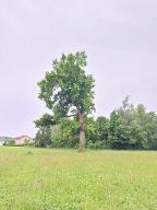 Stehendes Holz Eiche
