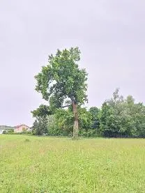 Stehendes Holz Stehendes Holz Eiche