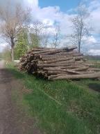 Rundholz Ahorn Ohrenbach 