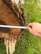 Rundholz Nuss Walnuss Wartberg