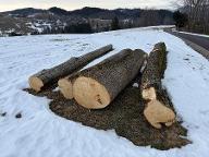 Rundholz Linde Lindenstänne Sankt Anton an der Jeßnitz