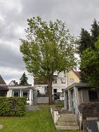 Rundholz Esche Dortmund